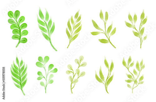 watercolor leaves illustration collection vector set © Khanty