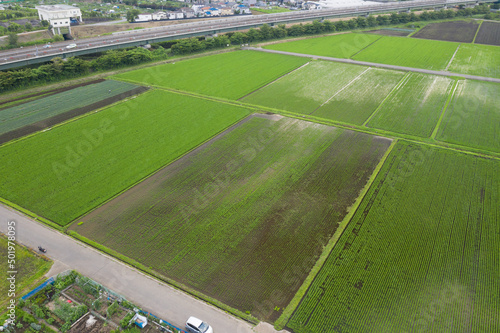 田植え直後の水田の空撮