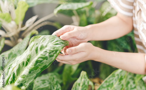 Woman hand touching a plant green leaf