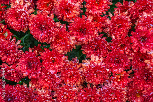 Red chrysanthemums with water drops after rain on a flower bed. View from above