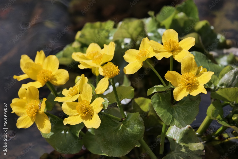 In spring, many aquatic plants bloom in European swamps. For example caltha (Caltha palustris). Warsaw (Poland). In spring, many aquatic plants bloom in European swamps. For example caltha (Caltha palustris). Warsaw (Poland).