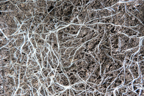 Wallpaper Mural A close-up of a root system in soil Torontodigital.ca