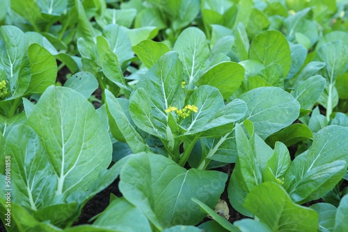 green vegetable 