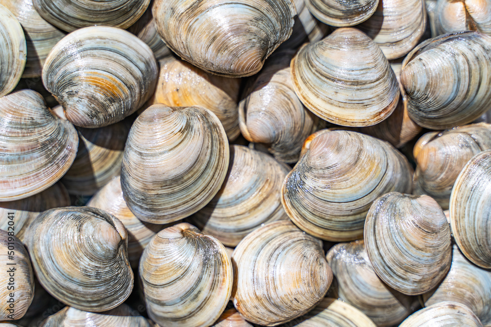 Close-up of Littleneck Clams. Shell background. Close-up of Littleneck Clams. Shell background.
