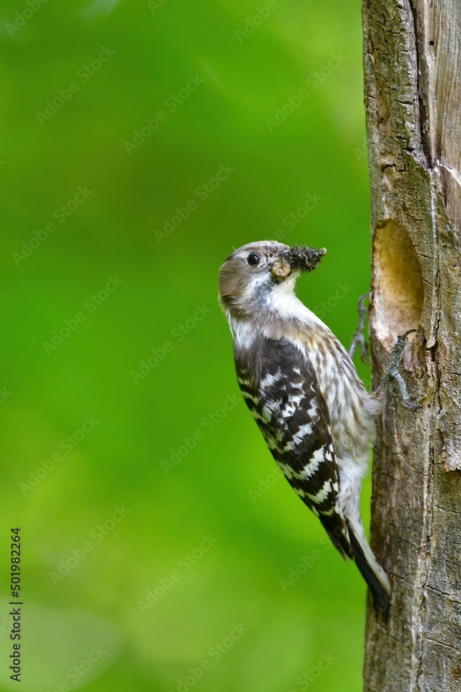 Naklejka premium ゴールデンウィークの新緑の公園で子育てに励む身近な小鳥コゲラ