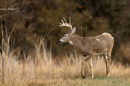Whitetail Buck with Battle Scars and Broken Antlers From Fighting During Breeding (Rut) Season