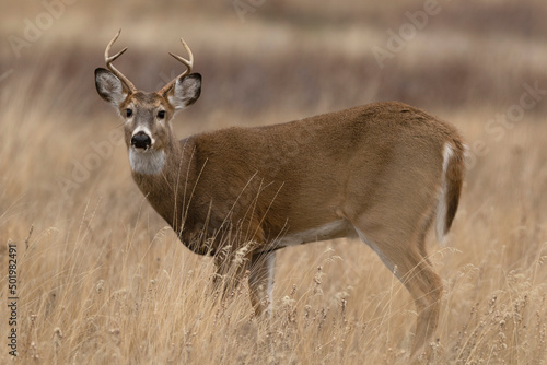 Young Immature Whitetail Deer Forkhorn buck alert while feeding in grassland