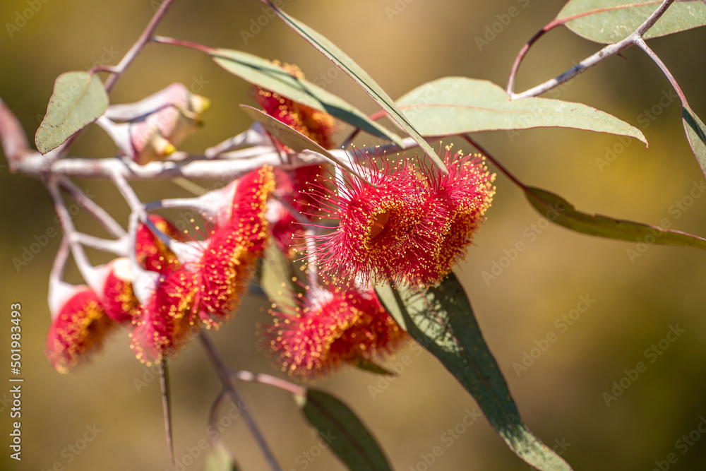 Blooming red eucalyptus flowers. Close-up of red eucalyptus flowers. Blooming red eucalyptus flowers. Close-up of red eucalyptus flowers.
