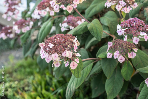 a flower head of a rough-textured hydrangea
