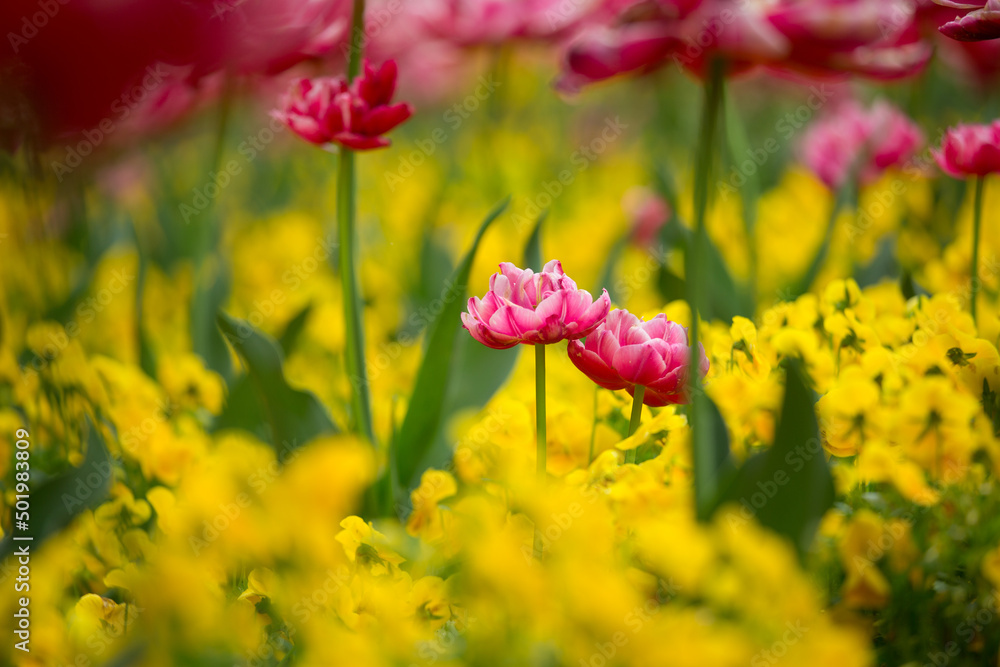 Obraz premium なかよしペアのチューリップ