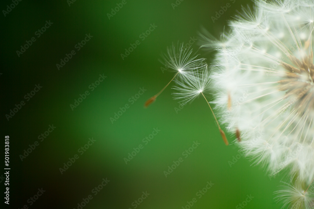 Fototapeta premium 今にも飛んで行きそうなたんぽぽの綿毛