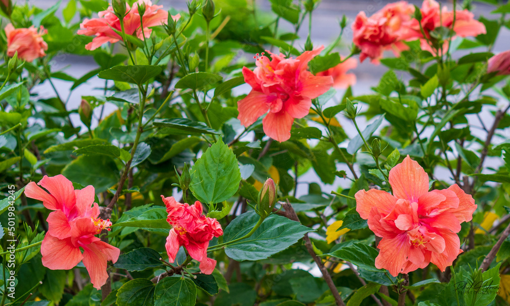 Pink Flowers
Pink Flowers