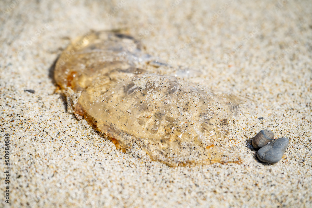 Dead jellyfish lies on the sand at low tide. Dead jellyfish lies on the sand at low tide.
