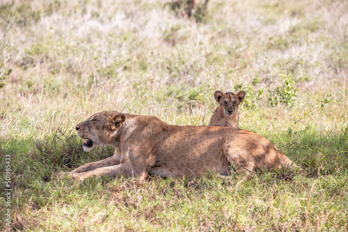 Lion family in Kenya  savanna. Big lioness  lion mom with children in a meadow  wildlife on safari  masai mara. Spectacular big cat