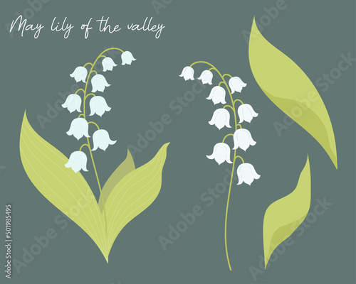 Set with Beautiful May lilies of the valley with leaves. Vector illustration. Isolated forest flower elements for design, postcards, decor and decoration, print