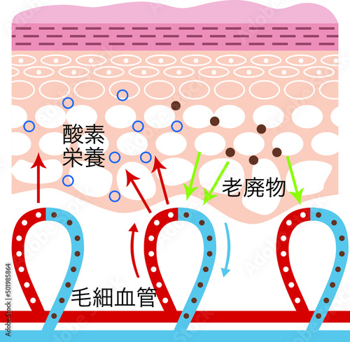 肌の断面図