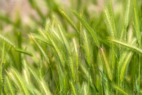 Close-up of wild barley (Hordeum spontaneum). 