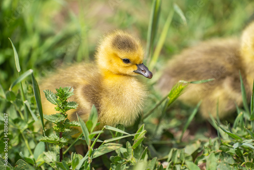 Canadian Goslings on the grass.