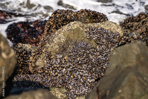 Wild Mussels (Mytilus Edulis) on the rock.