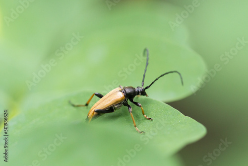 Wallpaper Mural Chrząszcz zmorsznik czerwony na liściu Torontodigital.ca