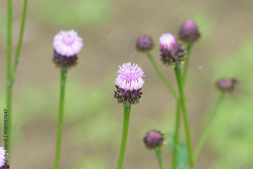 ピンクの花が可愛いキツネアザミ ピンクの花が可愛いキツネアザミ