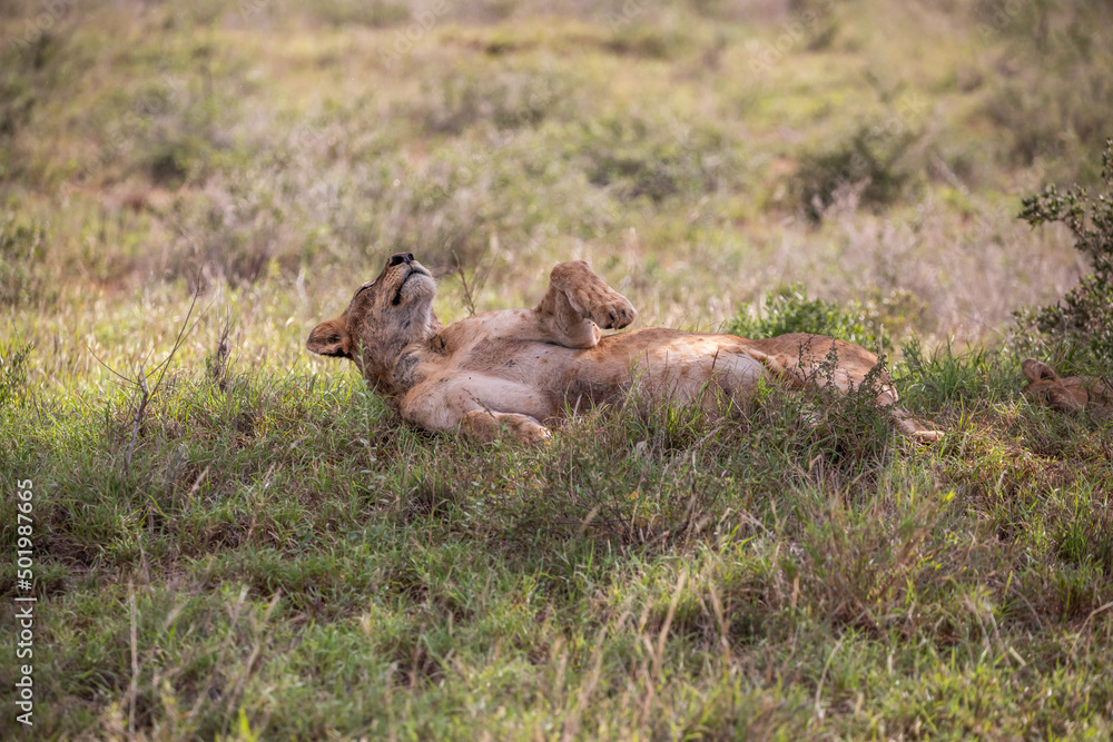 Lion in Kenya, savanna. Big lioness, lion mom on a meadow, wildlife on safari, masai mara. Spectacular big cat Lion in Kenya, savanna. Big lioness, lion mom on a meadow, wildlife on safari, masai mara. Spectacular big cat