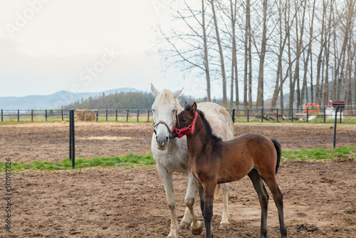 horse portrait. Close-up portrait of a bay horse with a long mane in motion. Little colt with mother in the paddock