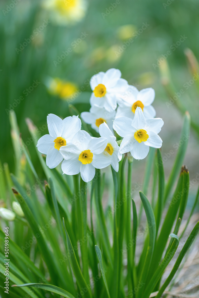 White tazetta daffodil cultivar with yellow corona (Genus Narcissus). - obrazy, fototapety, plakaty 