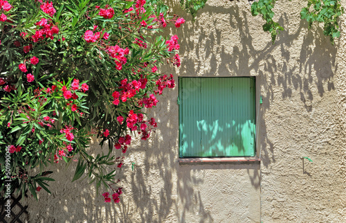 window closed with green shutters on a facade witha bush pink  f photo