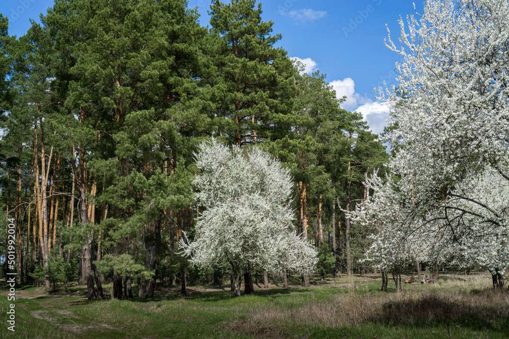 Blooming stone fruit trees in the spring forest. Wild plum and wild cherry. Blooming stone fruit trees in the spring forest. Wild plum and wild cherry.