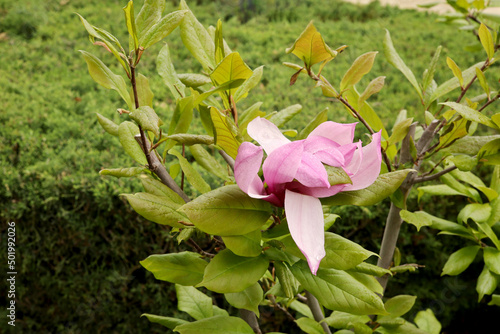 close-up pink flowers  in the garden