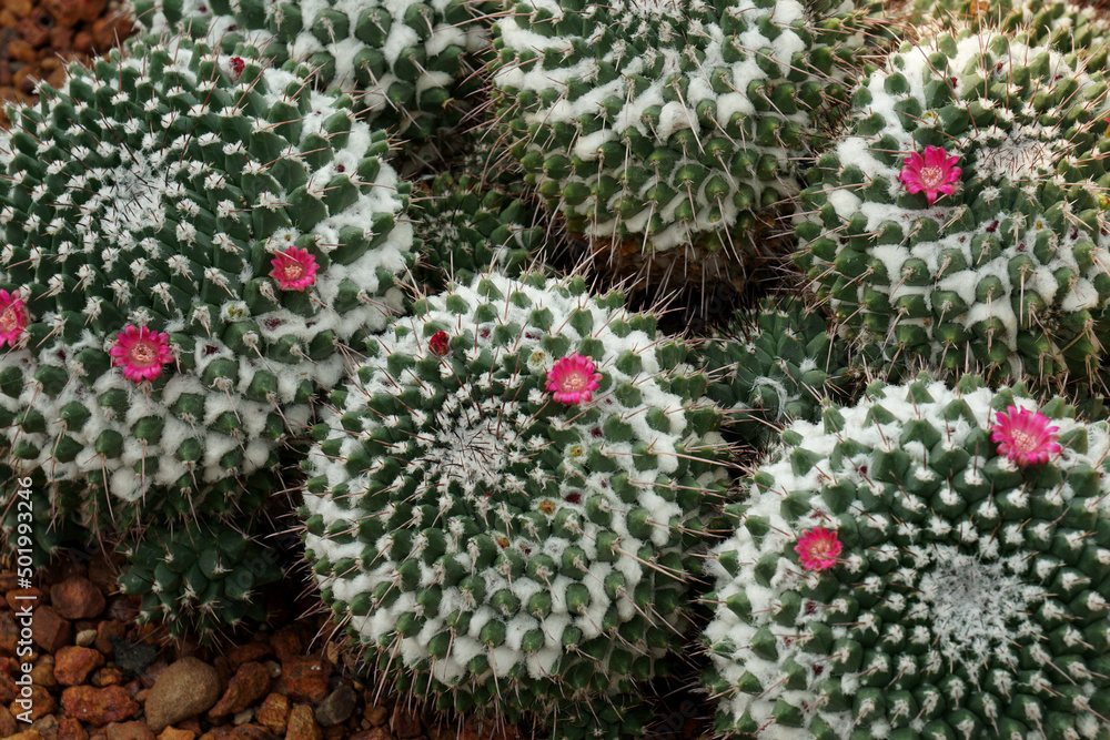 Green cactus of Mammillaria magnimamma common name Mexican pincushion, is a species of flowering plant in the cactus family Cactaceae in Chiangmai Thailand