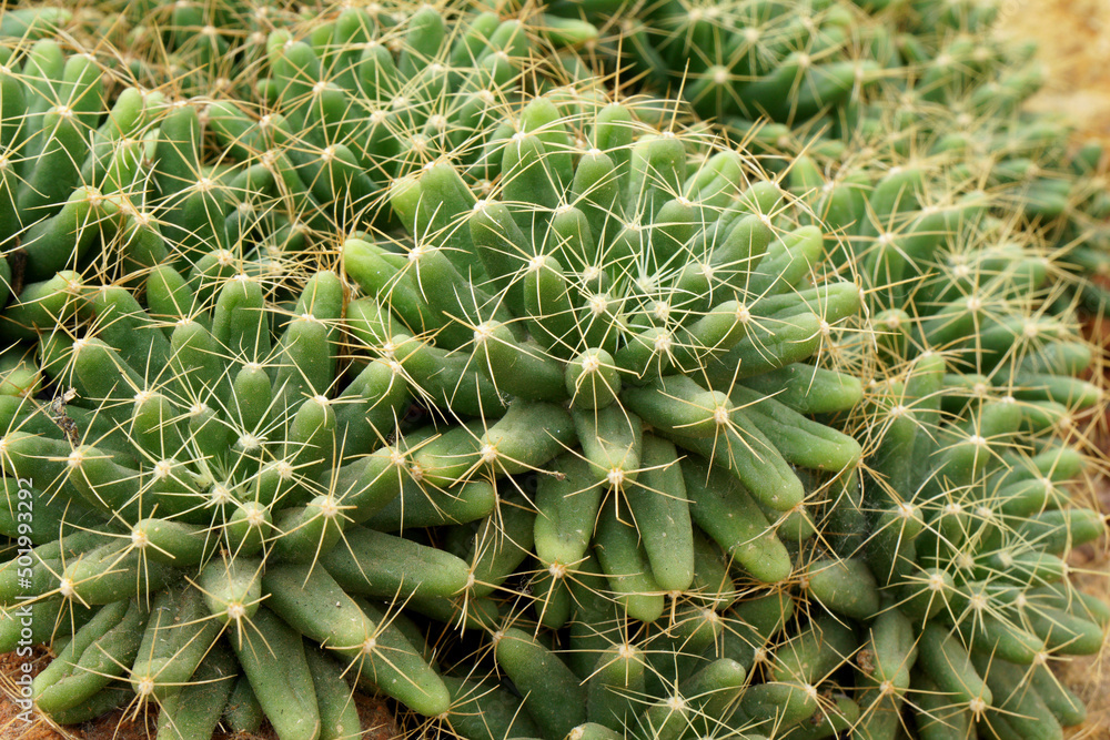 Closeup Green fresh Succulent echeveria plant - Texture background - Green nature concept , Floral backdrop and beautiful detail Closeup Green fresh Succulent echeveria plant - Texture background - Green nature concept , Floral backdrop and beautiful detail