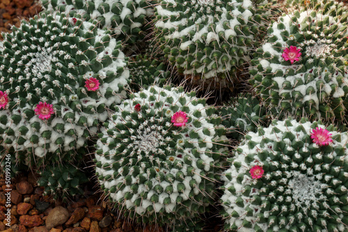 Green cactus of Mammillaria magnimamma common name Mexican pincushion, is a species of flowering plant in the cactus family Cactaceae in Chiangmai Thailand photo