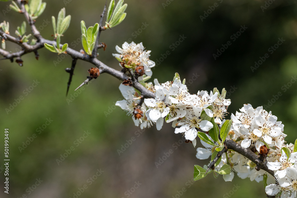 Βlooming Crataegus tree branch with nice soft background. Βlooming Crataegus tree branch with nice soft background.