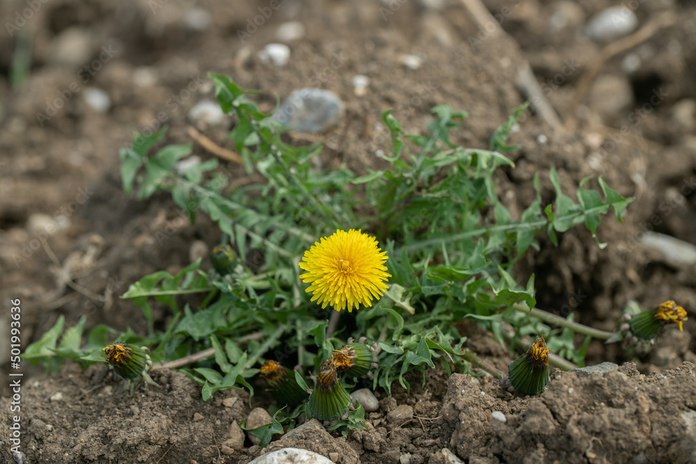 Yellow dandelion (Genus Taraxacum) grows on plowed brown soil. Yellow dandelion (Genus Taraxacum) grows on plowed brown soil.