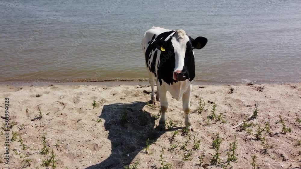 Aerial drone view of sea cow Holstein Friesian on beach next to