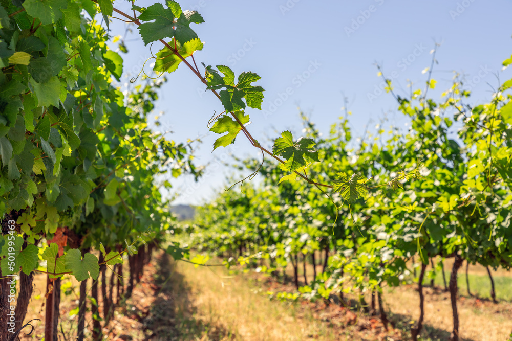 Sunrays shine through juicy green triangular leaves on long young shoot of low vinebush on yellow soil of Provence, Vaucluse, France