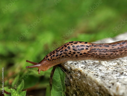 Leopard Slug or great greay slug, Limax maximus, crawling on granite stone in the garden on a rainy day photo