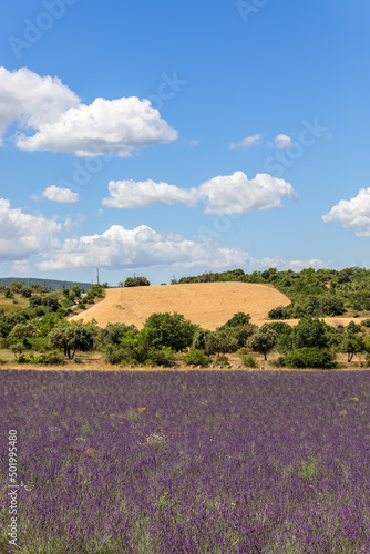 lavender plantation in Provence and bee hives under blue summer sky with white cumulus clouds floating. Vaucluse, France (vertical photo)