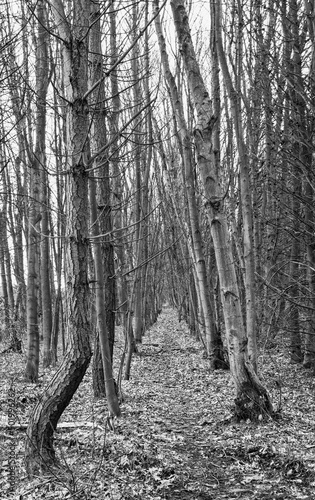 Woodland path black and white