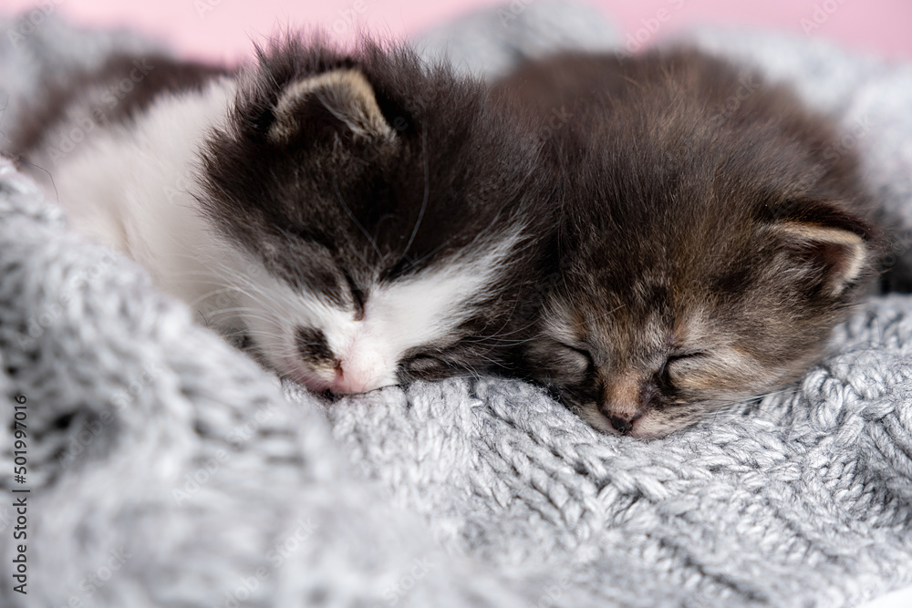 Couple beautiful little happy cute kittens in love sleep nap together on gray fluffy plaid. Close up of two cats pets animal comfortably sleep relax have sweet dreams at cozy home. Kittens on bed