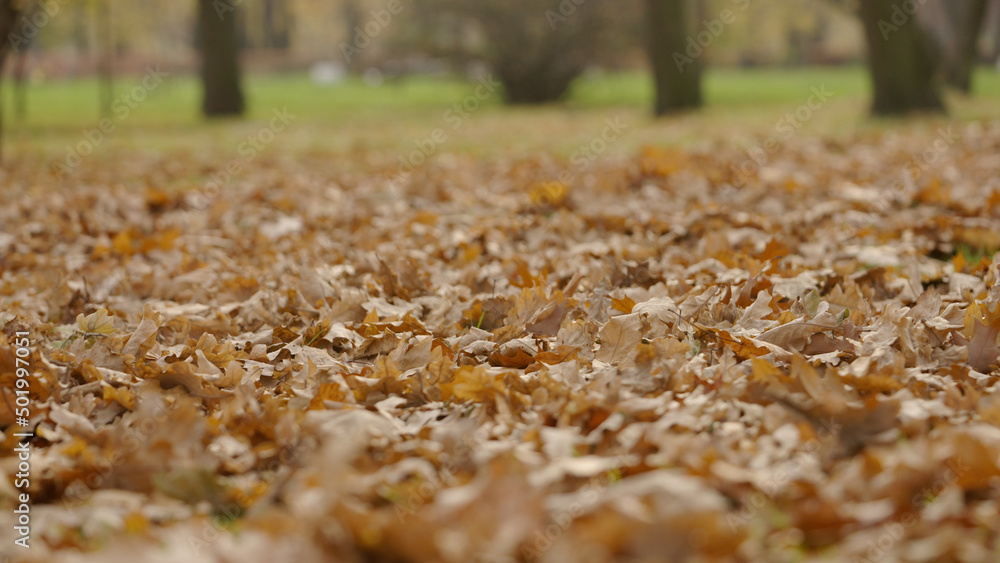 shot of fallen oak leaves on grass shot of fallen oak leaves on grass