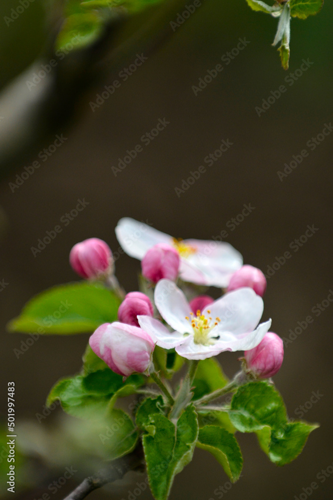 Fototapeta premium blossoming apple orchard in spring, apple flowers in spring, agriculture and new life concept