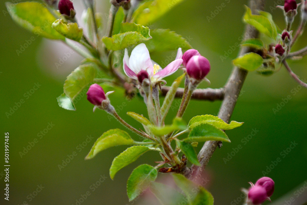 blossoming apple orchard in spring, apple flowers in spring, agriculture and new life concept blossoming apple orchard in spring, apple flowers in spring, agriculture and new life concept
