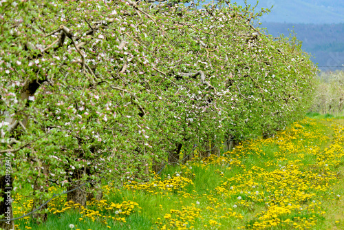 Wallpaper Mural apple orchard in spring with blossoming trees, grass and dandelions Torontodigital.ca