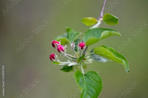 blossoming apple orchard in spring  apple flowers in spring  agriculture and new life concept