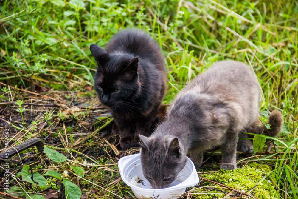 Fototapeta premium two homeless stray cats eat from plastic plate