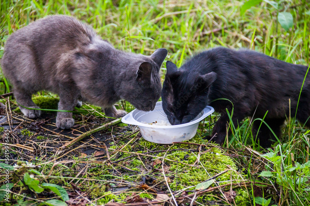 two homeless stray cats eat from plastic plate two homeless stray cats eat from plastic plate
