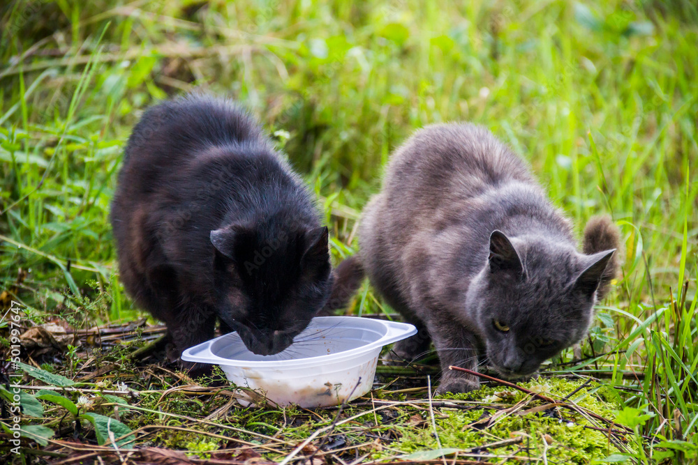 two homeless stray cats eat from plastic plate two homeless stray cats eat from plastic plate
